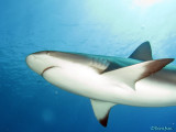 Caribean Reef Shark