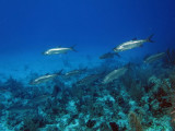 Cardume de Tarpes