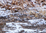 Possible Pink-sided  Dark-eyed Junco