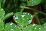 Clover Droplets