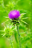 Thistle With Lady Bug