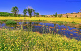 Dandelions (HDR)