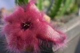 Stapelia Hirsuta