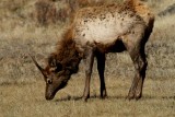 Young ELK in FALL, Rocky Mountain Natl Park