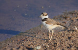 ICR2010_BOSQ1393_BBYKILLDEER1PB.jpg