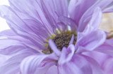 Lensbaby flower