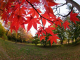 sunlit red maple