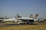 Beschilderde Zwitserse Hornet