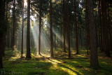 bos in morgenlicht in Hardenberg