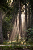 bos in Hardenberg