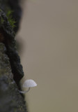 suikermycena