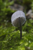 mycena