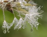 paardebloem met dauwdruppels