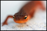 Eye of the Newt