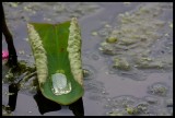 American Lotus Leaf