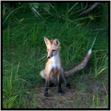 Fox Just Sitting (Red Fox Vulpes Vulpes)