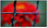 Like Caged Flowers
