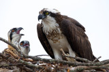 Osprey and Chicks