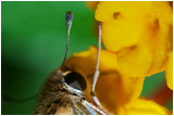 Butterfly and Yellow Flower