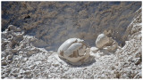 Yellowstone Mud Pots
