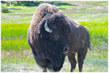 American Bison