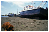 Stranded Fishing Boats & Napping Dog