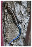 Blue Tailed Skink (Eumeces fasciatus)