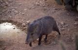 Javalina.