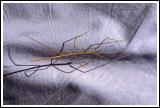 Stick Bug - First  Bug Macro I Recall Taking (1985)