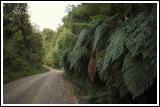 Giant ferns (?)