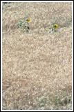 Lost sunflowers in Quillota wheat fields