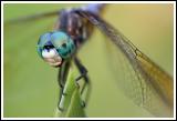 Green Eyed Dragonfly - Blue Dasher