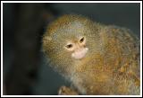 Small Monkey