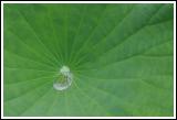 Water Lilly
