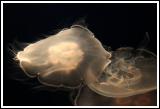 Flat Jellyfish