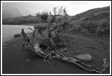 Patagonia: Stump and Mountains