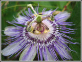 Passiflora Flower