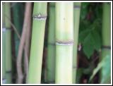 Bamboo