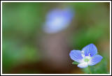 Tiny Little Flower