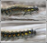 Racing Caterpillar