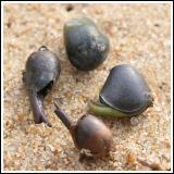 The Seeds that Longed to be Snails