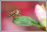 Flower Fly