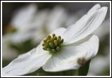 Dogwood