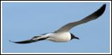 Just a Seagull