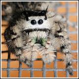 Jumping Spider (Phidippus otiosus)