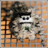 Jumping Spider