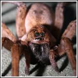 Wolf Spider (is it?)