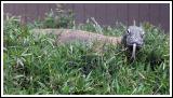 Komodo Dragon II