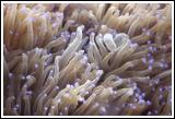 Anemone