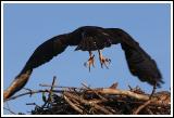 My What Big Talons You Have